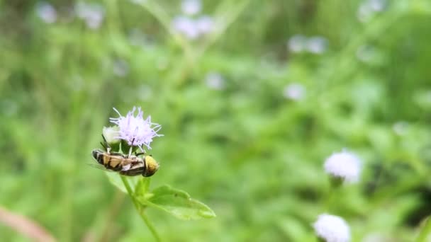 Eristalinus Taeniops Yabani Otların Üzerinde Dinleniyor — Stok video