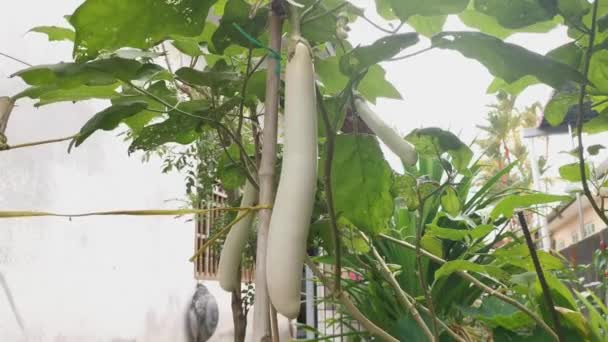 Witte Ridder Hybride Wit Gekleurde Aubergine — Stockvideo