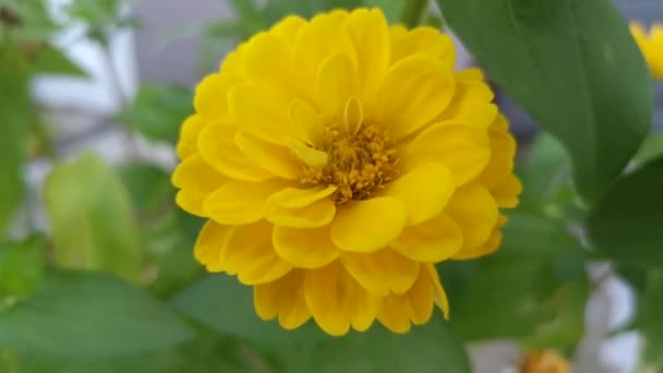Pomarańczowy Lub Żółty Kolor Cynku Elegans Kwiat — Wideo stockowe