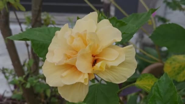 Mieszańce Żółte Hibiscus Rosa Sinenis Flower — Wideo stockowe