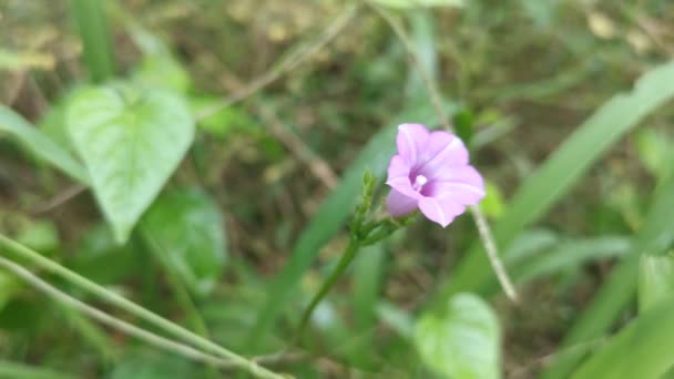 Άγρια Μικροσκοπικά Ipomoea Triloba Λουλούδι — Αρχείο Βίντεο