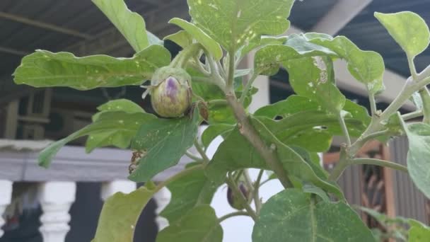 Bahçede Büyüyen Yuvarlak Mor Patlıcan — Stok video