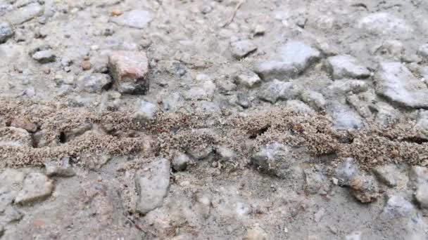 Sarang Sarang Semut Berpasir Tanah — Stok Video