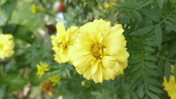 Tegetes Erecta Flor Amarilla Planta — Vídeos de Stock