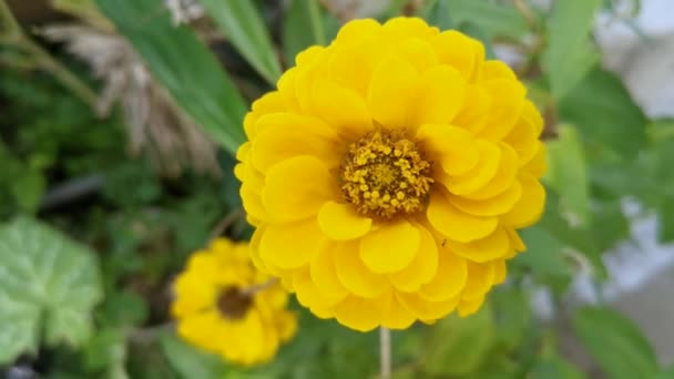 Laranja Amarelo Colorido Zinnia Elegans Flor — Vídeo de Stock