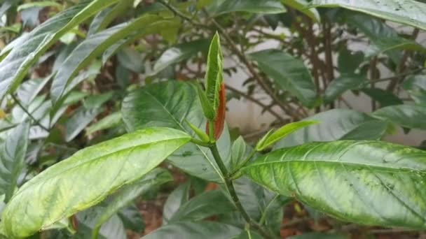 Yeşil Artocarpus Heterphyllus Ateş Yapraklar — Stok video