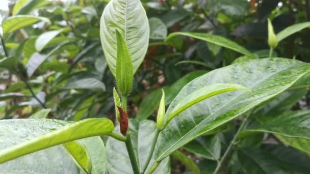 Artocarpus Heterphyllus Vert Pousses Feuilles — Video