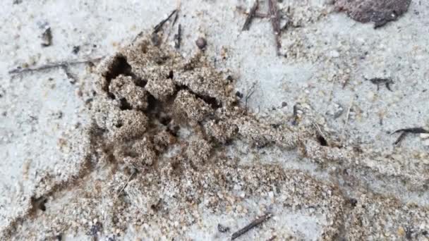 Αμμώδης Φωλιά Μυρμηγκιών Στο Έδαφος — Αρχείο Βίντεο
