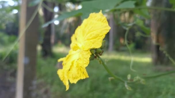 Ogród Żółty Kwiat Rośliny Luffa — Wideo stockowe