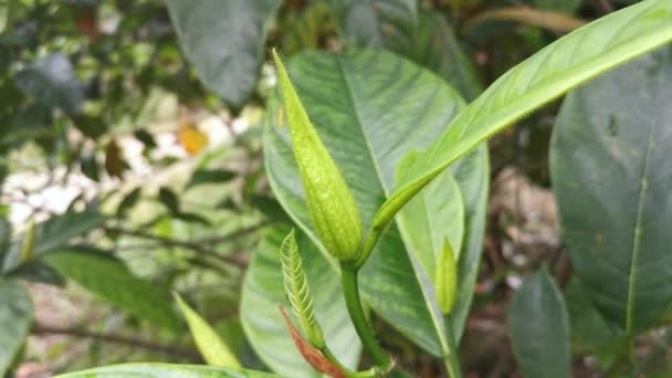 Artocarpus Heterphyllus Vert Pousses Feuilles — Video