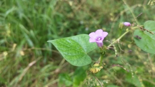 Salvaje Pequeña Flor Ipomoea Triloba — Vídeo de stock