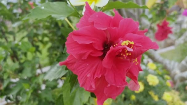 Rode Hybriden Hibiscus Rosa Sinenis Bloem — Stockvideo