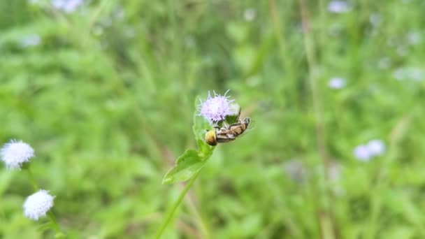 Eristalinus Taeniops Fly Resing Weed Flower — стоковое видео