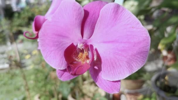 Die Magenta Phalaenopsis Aphrodite Orchidee — Stockvideo