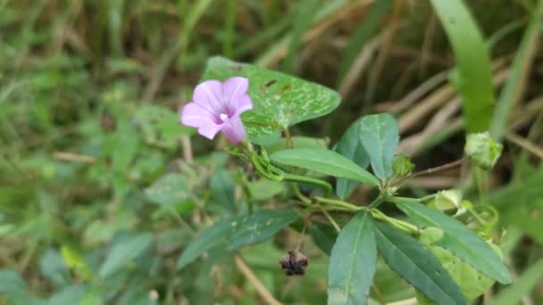 Άγρια Μικροσκοπικά Ipomoea Triloba Λουλούδι — Αρχείο Βίντεο