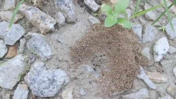 Yerdeki Kumlu Karınca Yuvası — Stok video