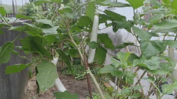 Witte Ridder Hybride Wit Gekleurde Aubergine — Stockvideo