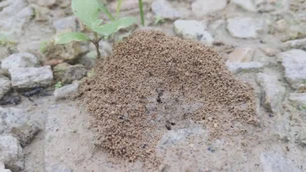 地面上的沙质蚁窝 — 图库视频影像