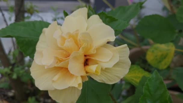 노란색 교잡종 Hibiscus Rosa Sinenis — 비디오