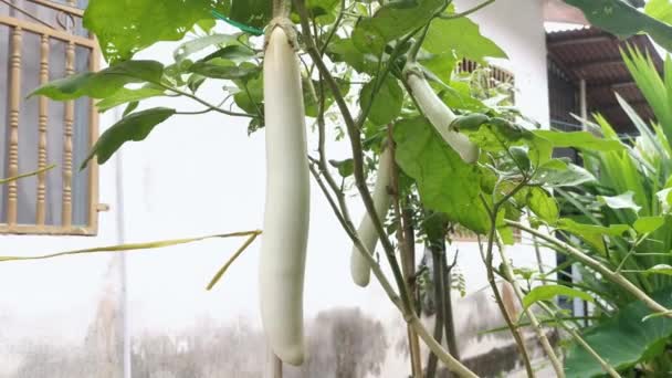 Witte Ridder Hybride Wit Gekleurde Aubergine — Stockvideo