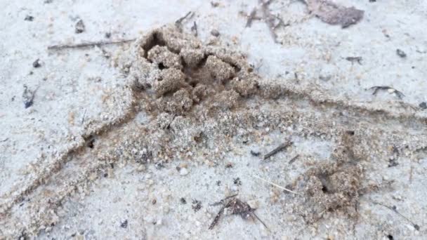 Yerdeki Kumlu Karınca Yuvası — Stok video