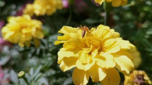 Tegetes Erecta Żółty Kwiat Roślin — Wideo stockowe