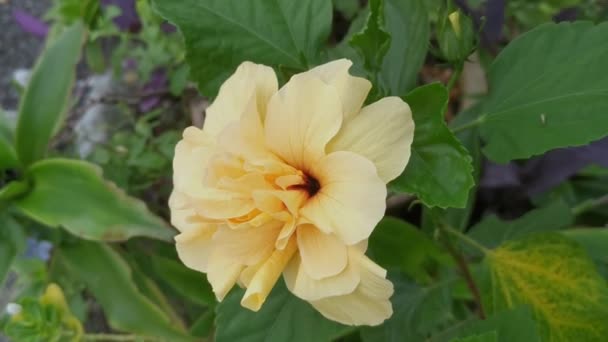 Yellow Hybrids Hibiscus Rosa Sinenis Flower — Stock Video