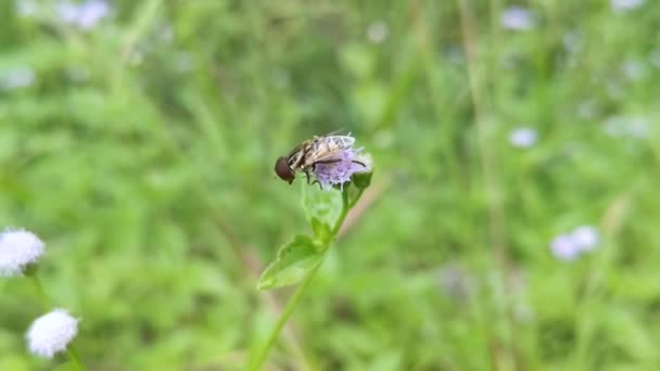 Eristalinus Taeniops Vlieg Rustend Onkruidbloem — Stockvideo