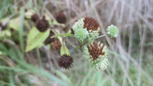 Die Wildpflanze Der Hyptis Capitata Jacq — Stockvideo