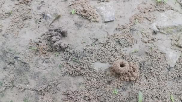 地面上的沙质蚁窝 — 图库视频影像