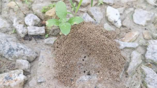 Nid Fourmilière Sablonneuse Sur Sol — Video