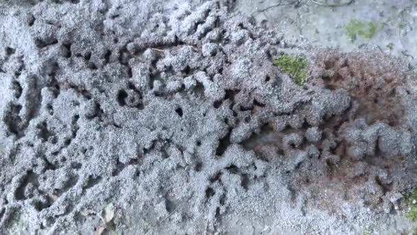 Ameisennest Auf Dem Boden — Stockvideo