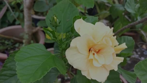 Híbridos Amarillos Hibisco Rosa Sinenis Flor — Vídeo de stock