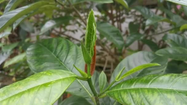 Artocarpus Heterphyllus Verde Brote Hojas — Vídeo de stock