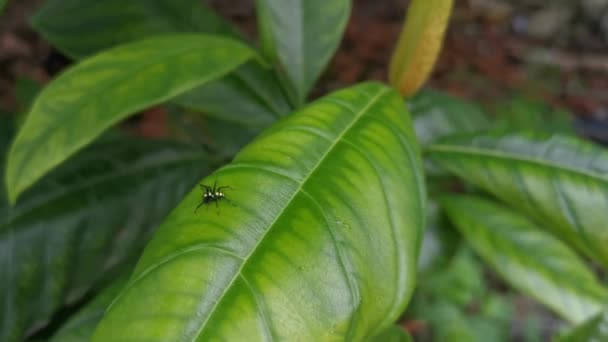 Phintella Ragno Appollaiato Sulla Foglia Verde — Video Stock