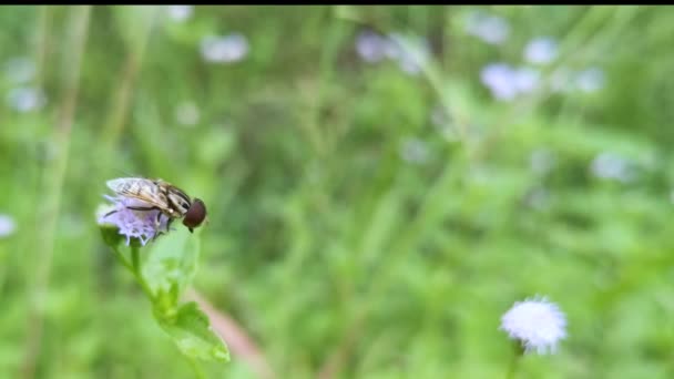 Eristalinus Taeniops Mouche Reposant Sur Fleur Mauvaises Herbes — Video