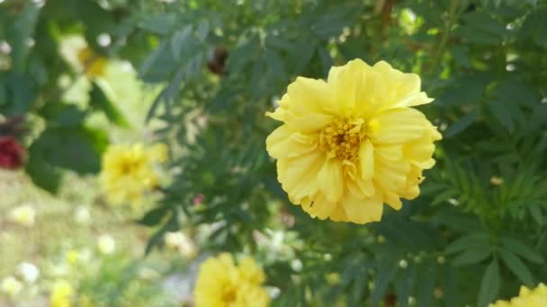 Теґетс Еревантська Жовта Квіткова Рослина — стокове відео