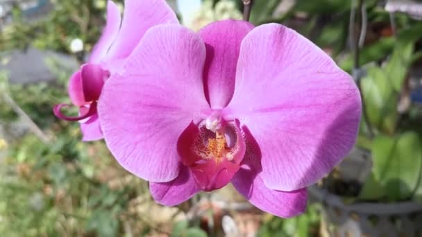 Bíbor Phalaenopsis Aphrodite Orchidea — Stock videók