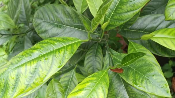 Zelený Artocarpus Heterphyllus Střílet Listy — Stock video