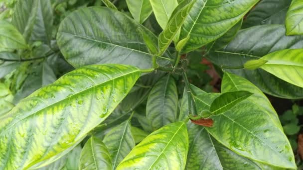 Artocarpus Heterphyllus Vert Pousses Feuilles — Video