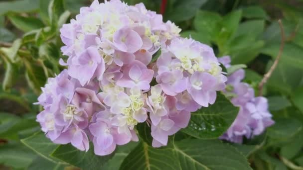 Aglomerado Bela Flor Pétala Hortênsia Azul — Vídeo de Stock