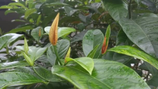 Green Artocarpus Heterphyllus Shoot Leaves — Stock Video