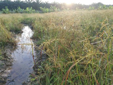 Çamurlu su birikintilerinin etrafında büyüyen vahşi cyperus strigosus otları.