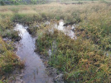 Çamurlu su birikintilerinin etrafında büyüyen vahşi cyperus strigosus otları.