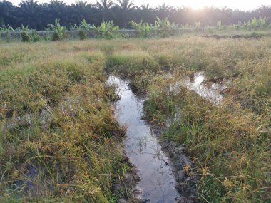 Çamurlu su birikintilerinin etrafında büyüyen vahşi cyperus strigosus otları.