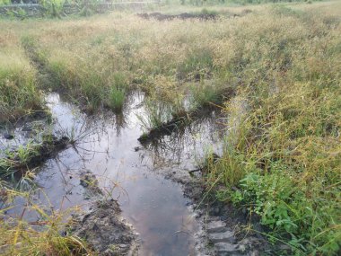 Çamurlu su birikintilerinin etrafında büyüyen vahşi cyperus strigosus otları.