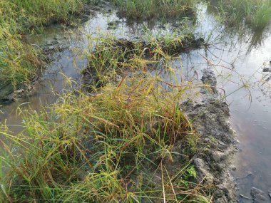 Çamurlu su birikintilerinin etrafında büyüyen vahşi cyperus strigosus otları.