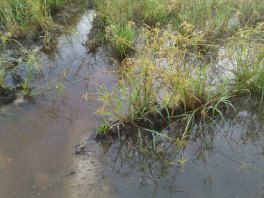 Çamurlu su birikintilerinin etrafında büyüyen vahşi cyperus strigosus otları.