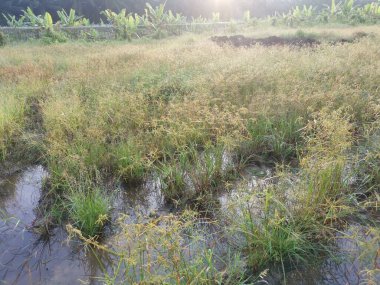 Çamurlu su birikintilerinin etrafında büyüyen vahşi cyperus strigosus otları.