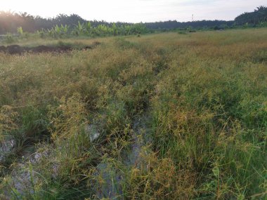 Çamurlu su birikintilerinin etrafında büyüyen vahşi cyperus strigosus otları.